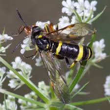 Attēlu rezultāti vaicājumam “Tenthredo campestris female”