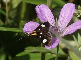 Attēlu rezultāti vaicājumam “Anania funebris”