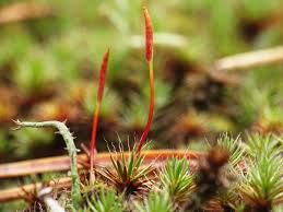 Attēlu rezultāti vaicājumam “Polytrichales”