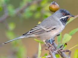 Image result for Sylvia rueppelli