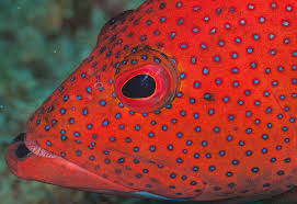 Image result for Cephalopholis fulva