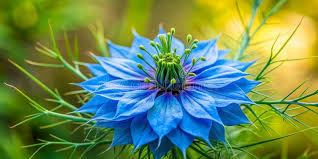 Image result for Nigella damascena