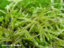 Attēlu rezultāti vaicājumam “Cirriphyllum piliferum sporophyte”