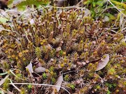 Attēlu rezultāti vaicājumam “Polytrichum strictum”
