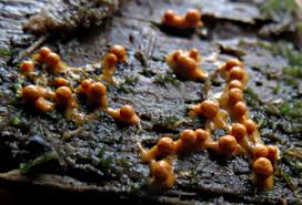 Attēlu rezultāti vaicājumam “Diderma tigrinum stalked”