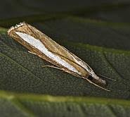 Attēlu rezultāti vaicājumam “Catoptria margaritella”