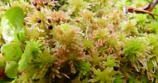 Attēlu rezultāti vaicājumam “Sphagnum quinquefarium”