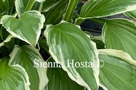 Image result for Hosta fortunei albomarginata