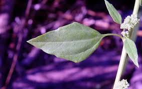 Attēlu rezultāti vaicājumam “Chenopodium acerifolium flower”