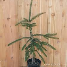 Attēlu rezultāti vaicājumam “Picea abies fo. virgata”