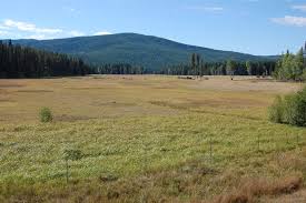 Attēlu rezultāti vaicājumam “Carex rostrata”