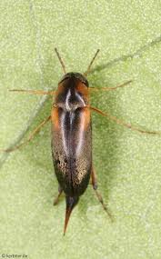 Attēlu rezultāti vaicājumam “Mordellidae”