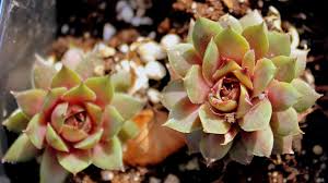 Image result for echtes Hauswurz