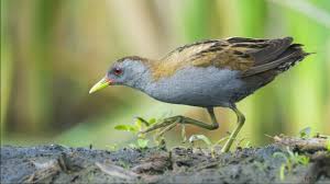 Image result for Porzana parva