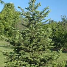 Attēlu rezultāti vaicājumam “Abies mariesii”