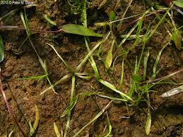 Attēlu rezultāti vaicājumam “Limosella aquatica”