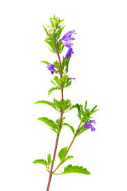 Image result for Dracocephalum moldavicum