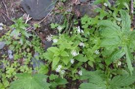 Attēlu rezultāti vaicājumam “Stellaria nemorum flower”