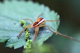 Attēlu rezultāti vaicājumam “Dolomedes fimbriatus”