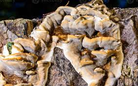 Attēlu rezultāti vaicājumam “Bjerkandera fumosa”