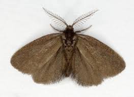 Attēlu rezultāti vaicājumam “Psyche casta”