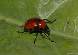 Attēlu rezultāti vaicājumam “Attelabus nitens”