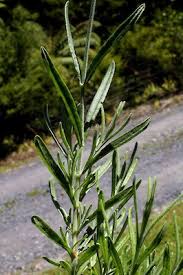 Attēlu rezultāti vaicājumam “Lavandula angustifolia leaf”