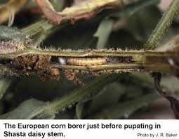 Attēlu rezultāti vaicājumam “Cribraria oregana stalked”