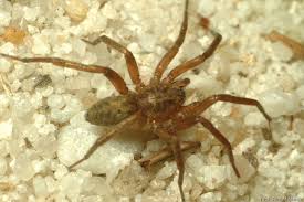 Attēlu rezultāti vaicājumam “Agroeca brunnea”