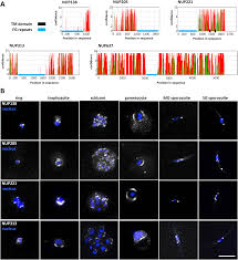 Attēlu rezultāti vaicājumam “Cribraria purpurea plasmodium”