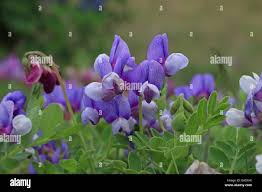 Attēlu rezultāti vaicājumam “Lathyrus japonicus subsp. maritimus flower”