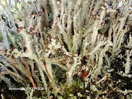 Attēlu rezultāti vaicājumam “Cladonia squamosa”