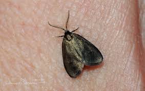 Attēlu rezultāti vaicājumam “Psychidae”