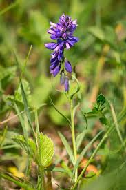 Attēlu rezultāti vaicājumam “Polygala vulgaris”
