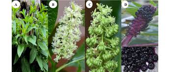 Attēlu rezultāti vaicājumam “Phytolacca acinosa flower”