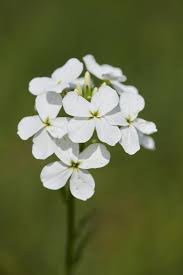 Attēlu rezultāti vaicājumam “Cardamine amara flower”