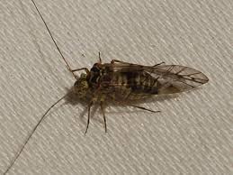 Attēlu rezultāti vaicājumam “Psococerastis gibbosa”