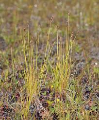 Attēlu rezultāti vaicājumam “Carex diandra leaf”