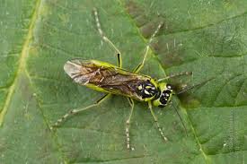 Attēlu rezultāti vaicājumam “Rhogogaster picta”