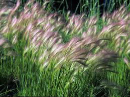 Attēlu rezultāti vaicājumam “Hordeum jubatum”