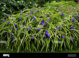 Attēlu rezultāti vaicājumam “Tradescantia virginiana”