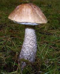 Attēlu rezultāti vaicājumam “Leccinum scabrum”