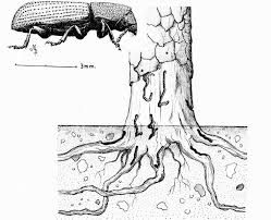 Attēlu rezultāti vaicājumam “Hylastes sp.”