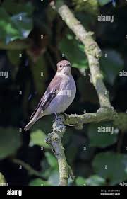 Attēlu rezultāti vaicājumam “Ficedula hypoleuca juvenile”