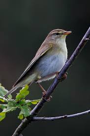 Attēlu rezultāti vaicājumam “Phylloscopus trochilus”