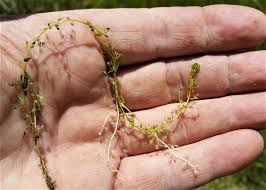 Attēlu rezultāti vaicājumam “Utricularia minor leaf”