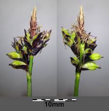 Attēlu rezultāti vaicājumam “Carex montana”