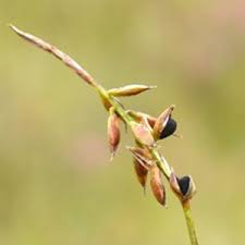 Attēlu rezultāti vaicājumam “Anthracoidea”