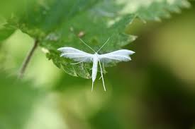 Attēlu rezultāti vaicājumam “Pterophorus pentadactyla”