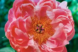 Attēlu rezultāti vaicājumam “Paeonia lactiflora flower”